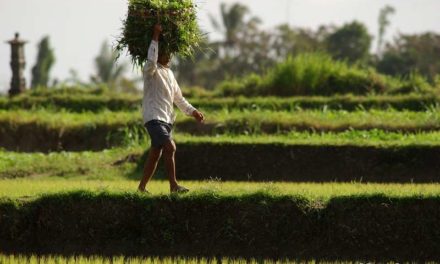 INDONESIA DAILYLIFE  Iles de la Sonde, Java et Bali.