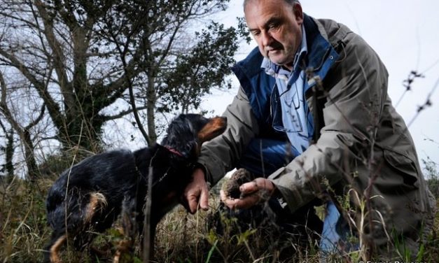 La truffe et ses secrets…