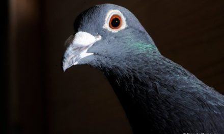 “Pigeons voyageurs”…. bêtes à concours….