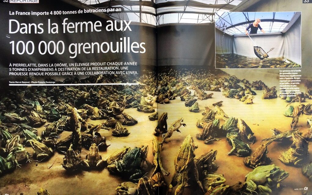 DANS LA FERME AUX 100000 GRENOUILLES. Magazine “ÇA M’INTÉRESSE” (4 pages) , Avril 2017.