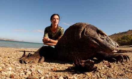 Komodo / Indonésie La Rebelle et le Dragon