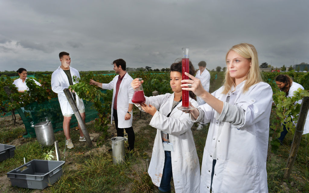 A la découverte des travaux l’Institut des Sciences de la vigne et du vin en collaboration avec l’INRA